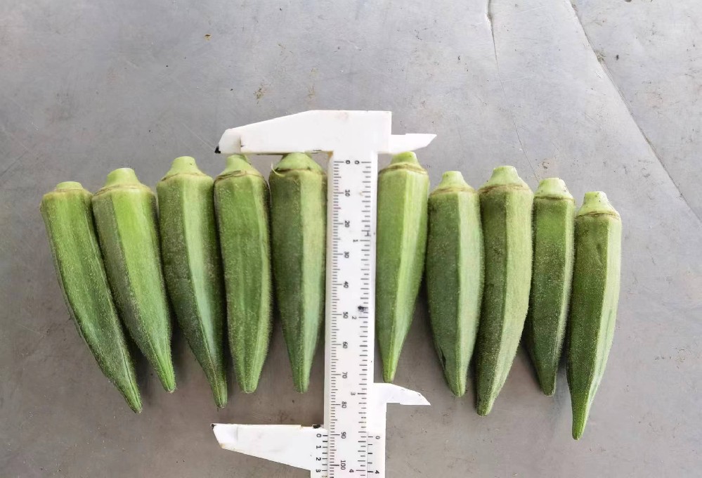 Okra S M L