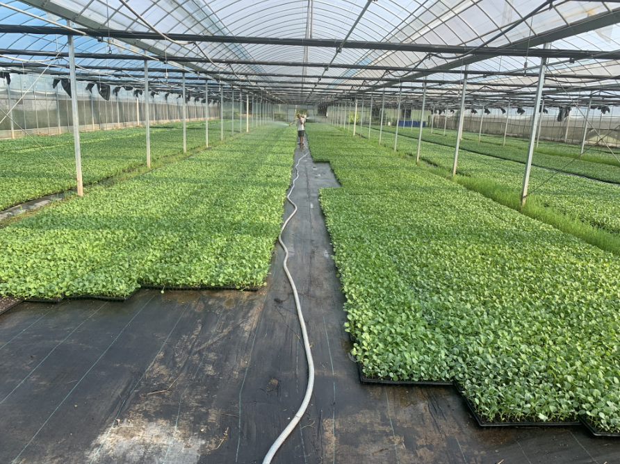 Broccoli seedlings