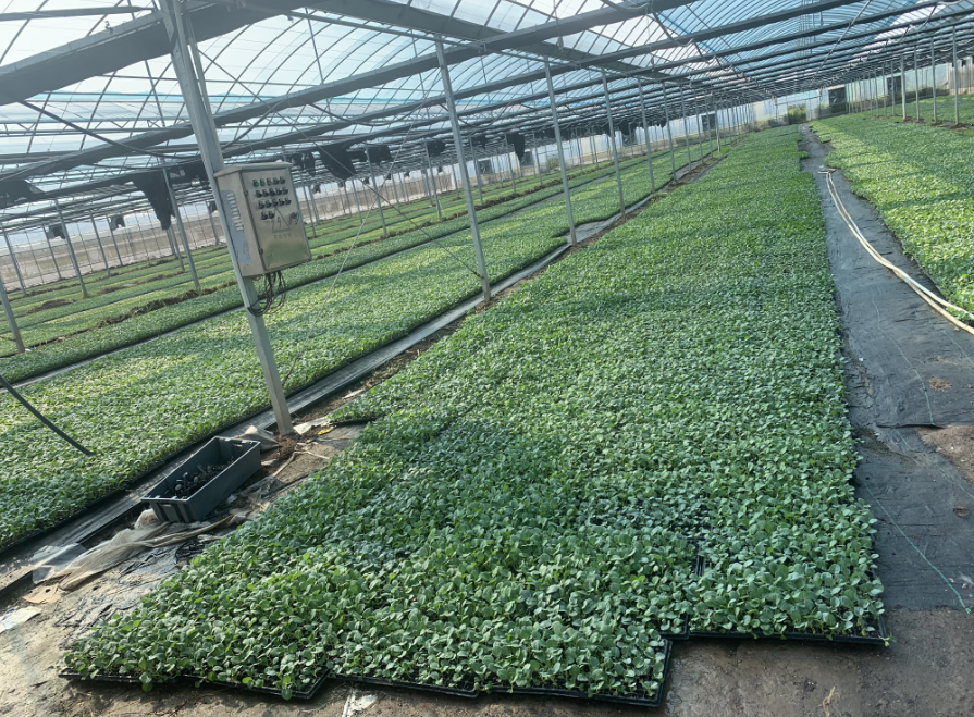Broccoli seedlings